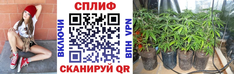 Купить закладки  Череповец  Марихуана сатива 